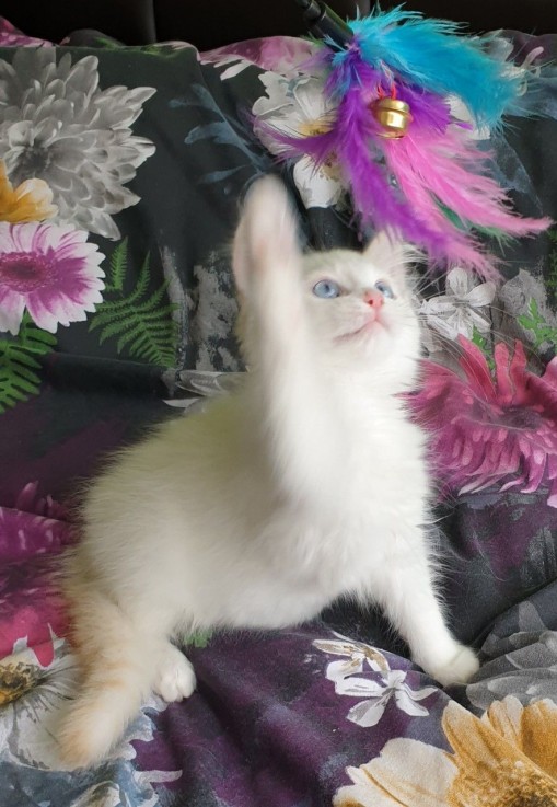 Exquisite Fluffy Baby Ragdolls