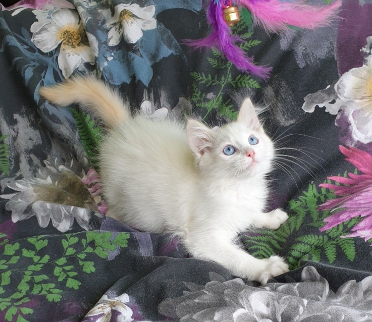 3 Beautiful, Chunky Ragdoll Kittens.