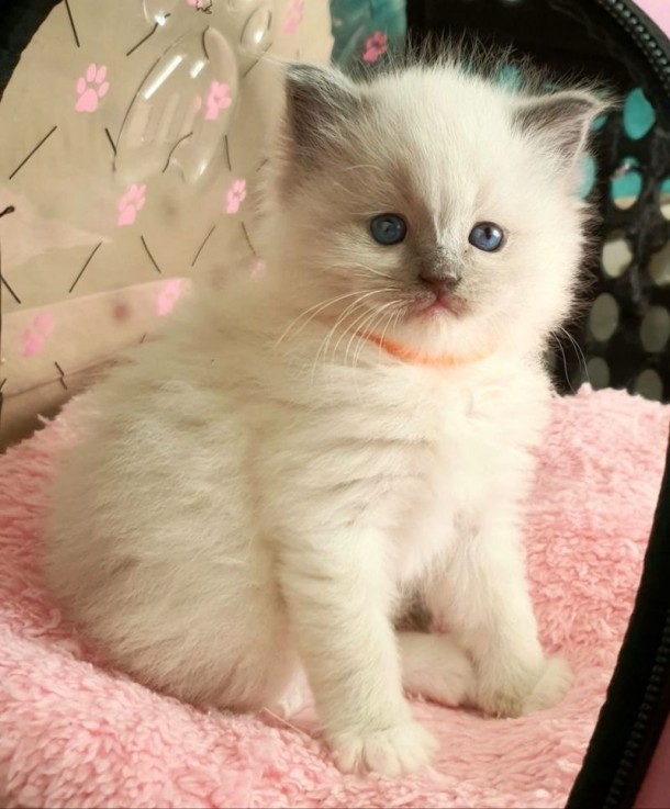 Gccf Active/pet Ragdoll Kittens