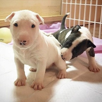 English Bull Terrier puppies