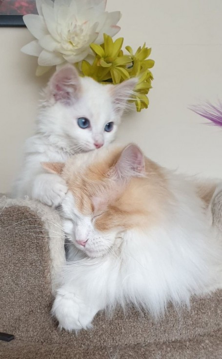 Female Ragdoll For Sale