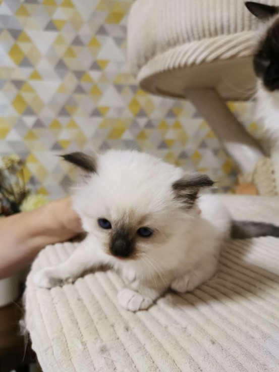 Gccf Registered Blue Ragdoll Kitten *rea