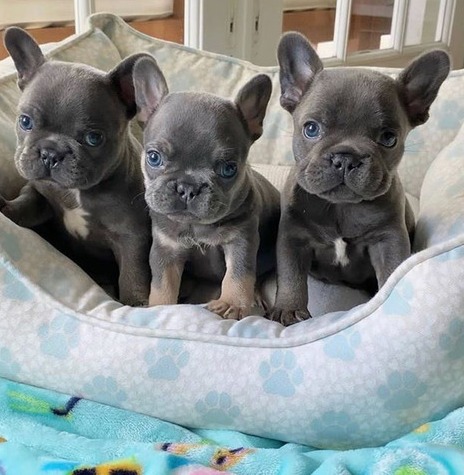 French Bulldog puppies