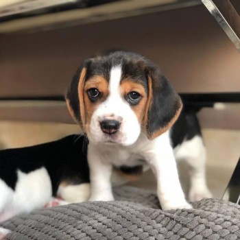 Beautiful Beagle Puppies