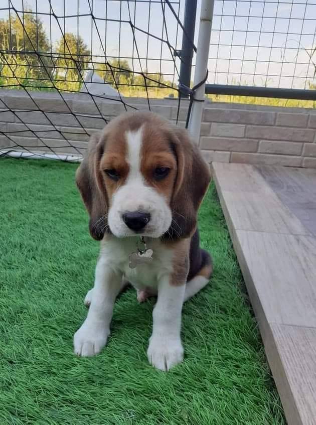 Adorable Beagle Puppies