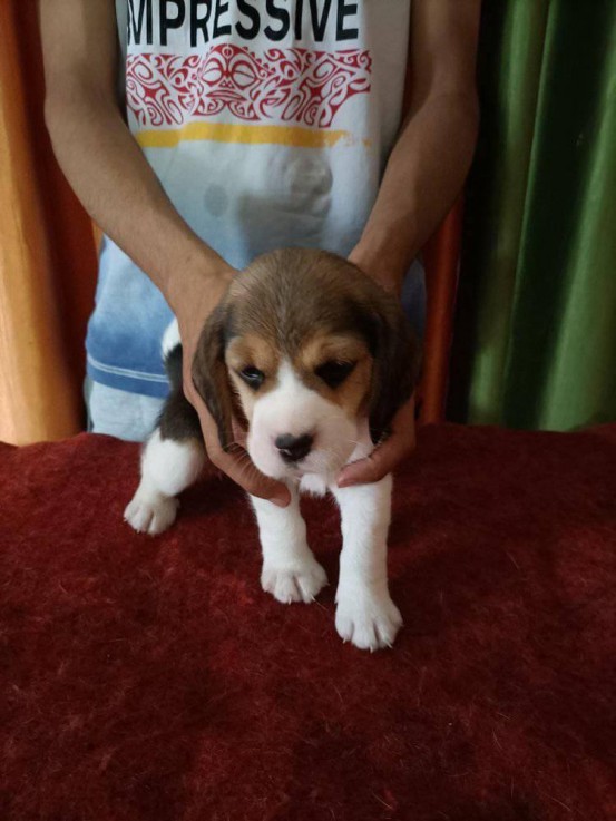 Fantastic Beagle Puppies