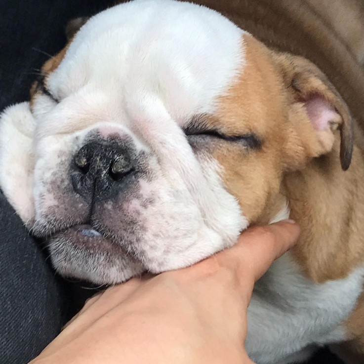 Amazing English Bulldog For Sale