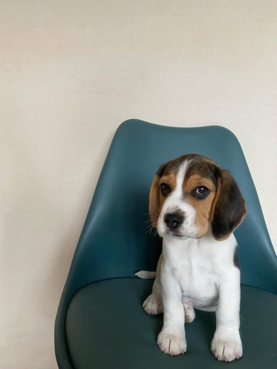 Quality Beagle Puppies