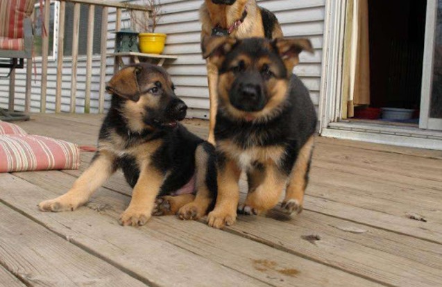 German Shepherd Puppies available  now