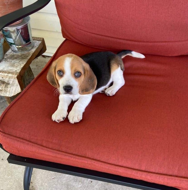 Gorgeous Beagle Puppies