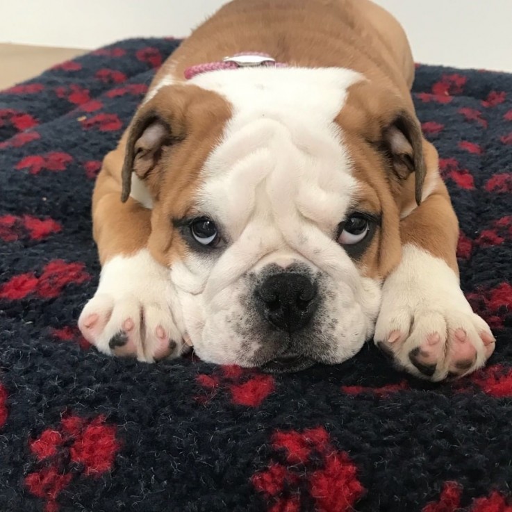 Adorable English Bulldog For Sale