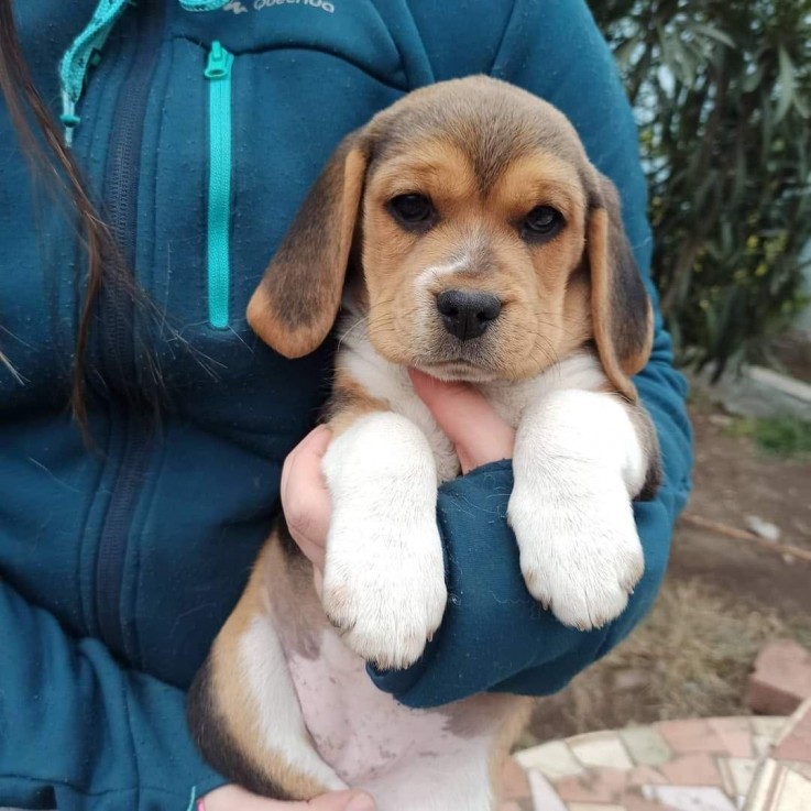 Lovely Beagle Puppies