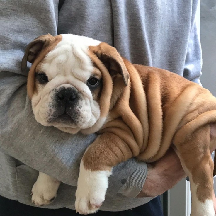 Fantastic English Bulldog For Sale