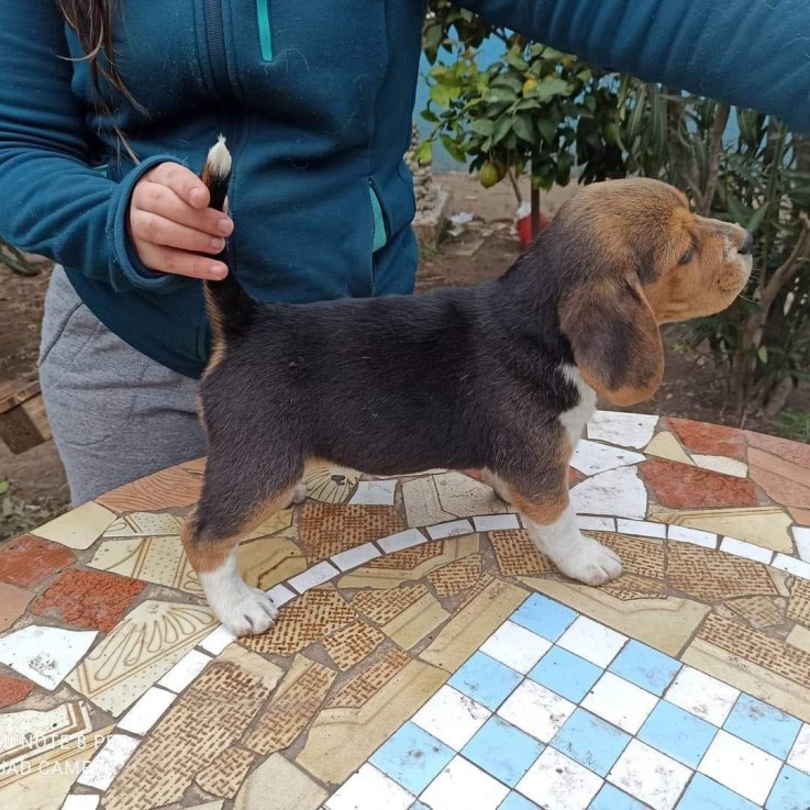 Cute Beagle Puppies For Sale