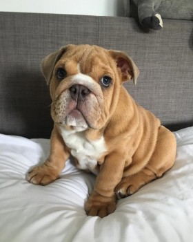 interesting English Bulldog For Sale