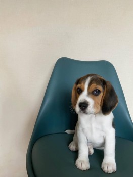 Clean Beagle Puppies For Sale