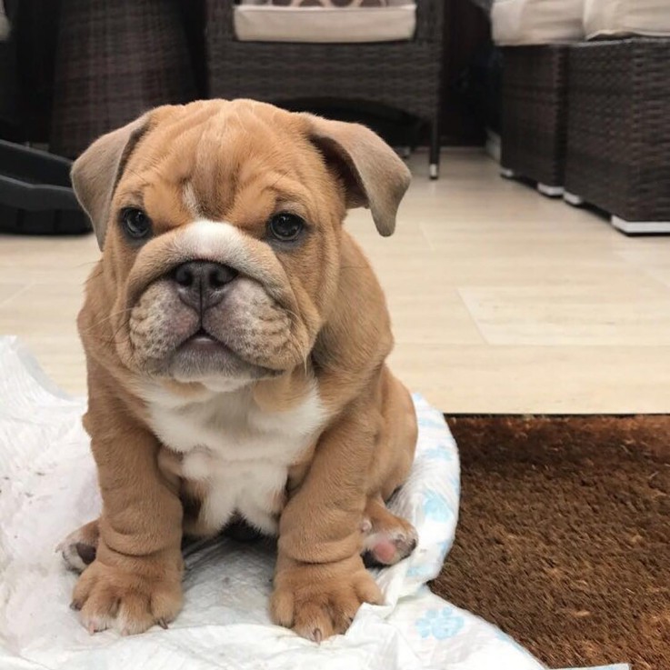 Clean English Bulldog For Sale