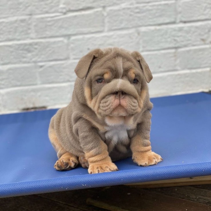 Friendly English Bulldog For Sale