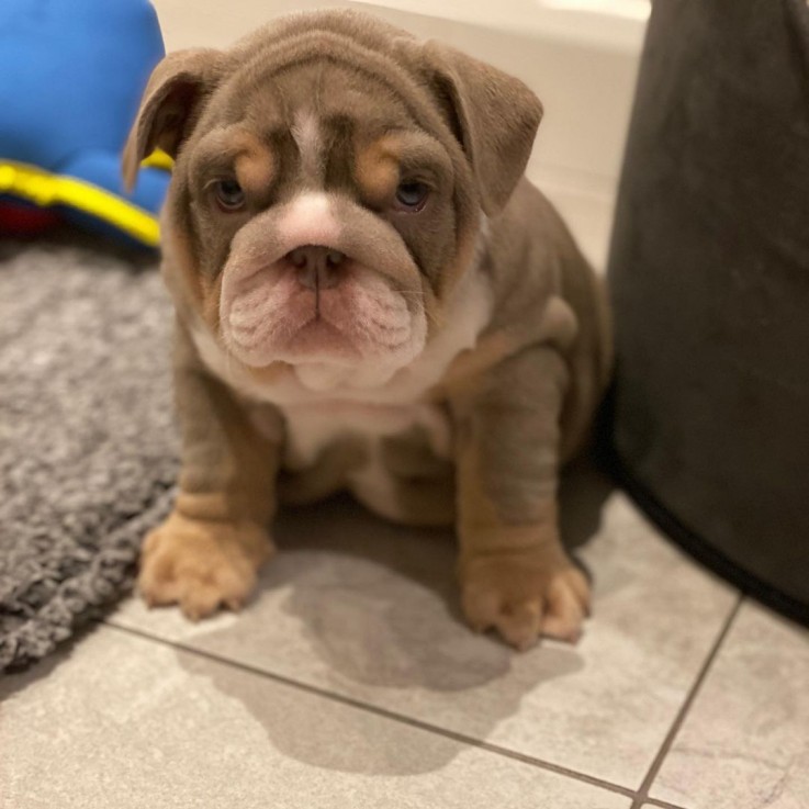 Playful English Bulldog For Sale