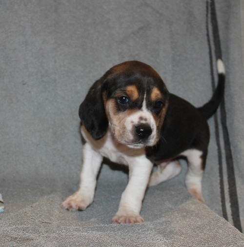 Nice Beagle Puppies For Sale