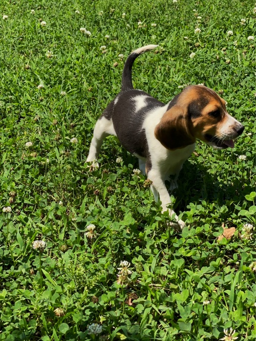 Beagle Puppies For Sale