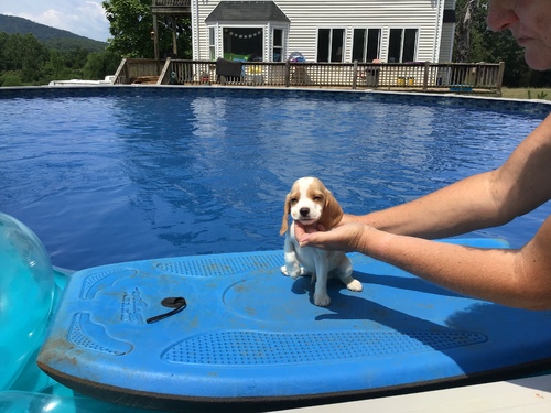 Amicable Beagle Puppies For Sale