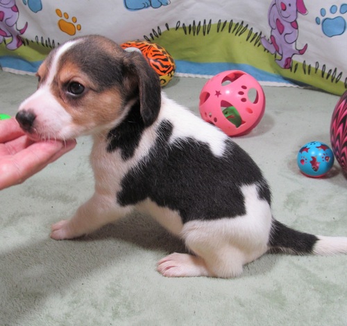 Glamorous Beagle Puppies For Sale