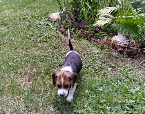 Humble Beagle Puppies For Sale