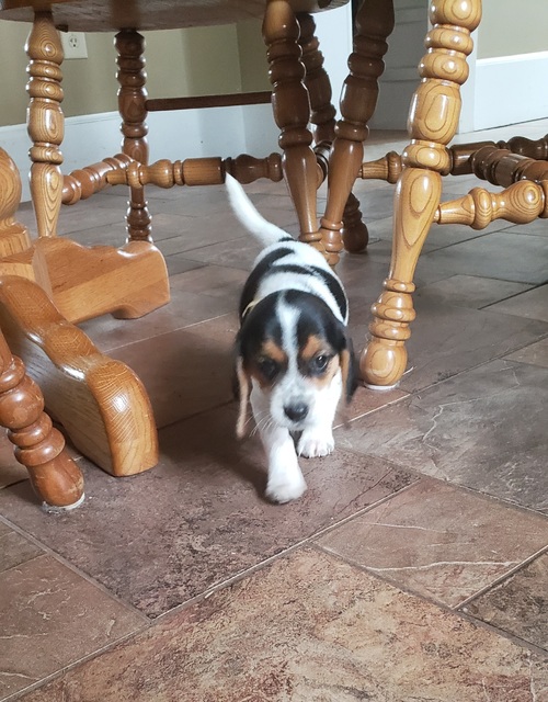 Courteou Beagle Puppies For Sale