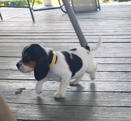 Outstanding Beagle Puppies For Sale