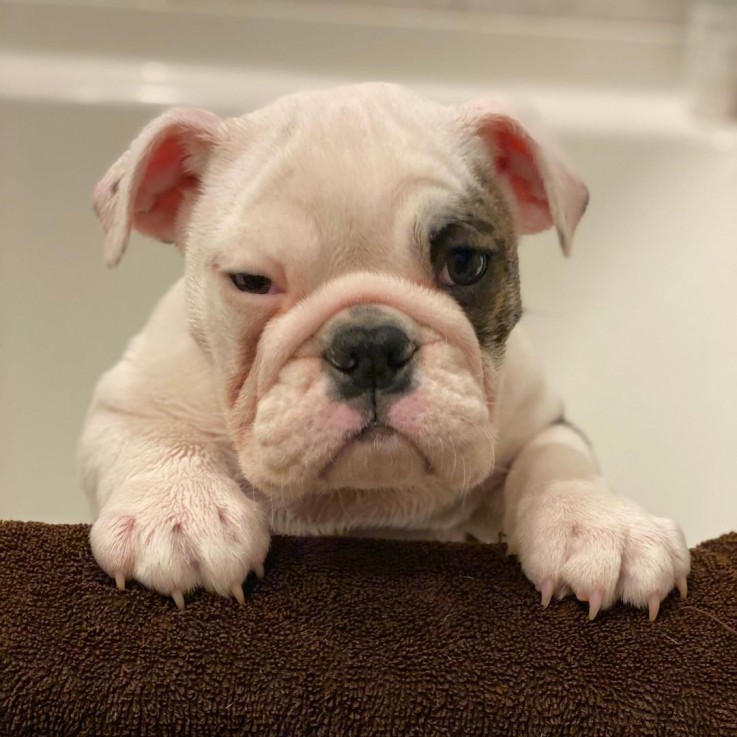 Modest English Bulldog For Sale