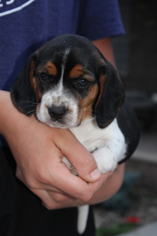 Kind Beagle Puppies For Sale