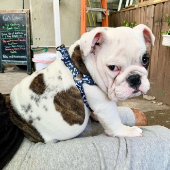 Adoptable English Bulldog For Sale