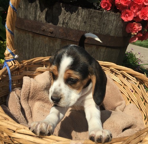 Fabolous Beagle Puppies For Sale