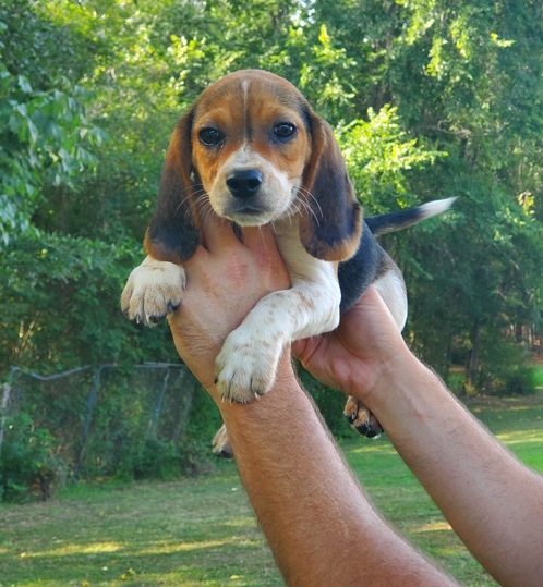 Awesome Beagle Puppies For Sale