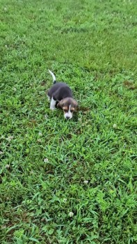 Tremendous Beagle Puppies For Sale