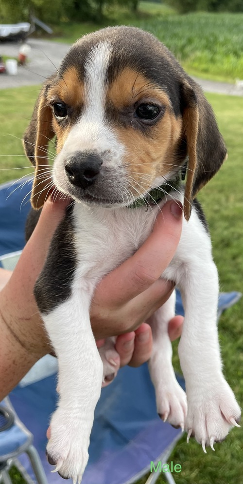 Winsome Beagle Puppies For Sale