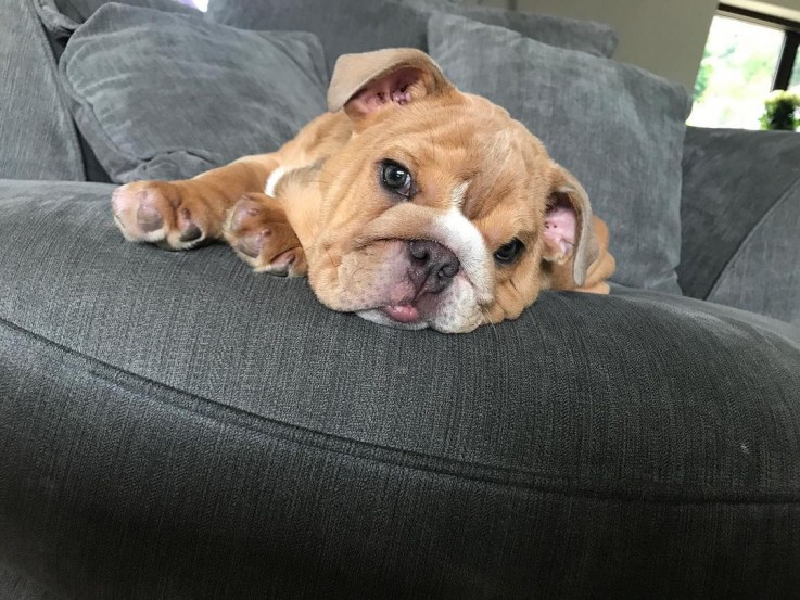 Elegant English Bulldog For Sale