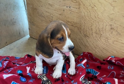 Elegant Beagle Puppies For Sale