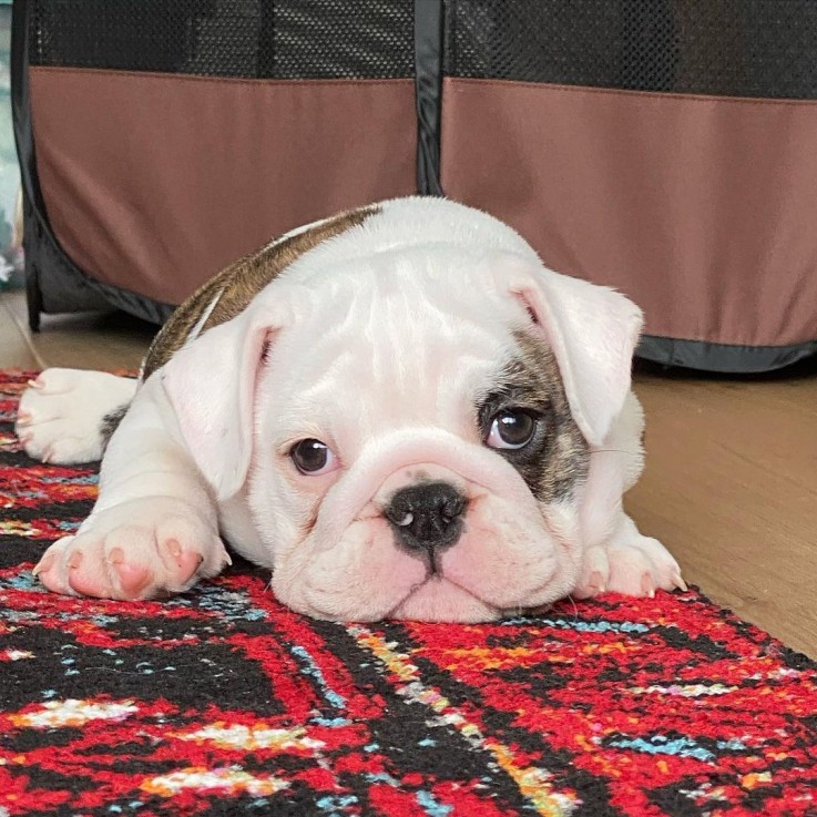 Winsome English Bulldog For Sale 