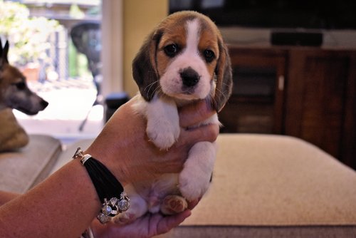 Elegant Beagle Puppies For Sale