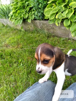 Magneficent Beagle Puppies For Sale