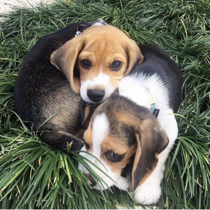 Admirable Beagle Puppies For Sale