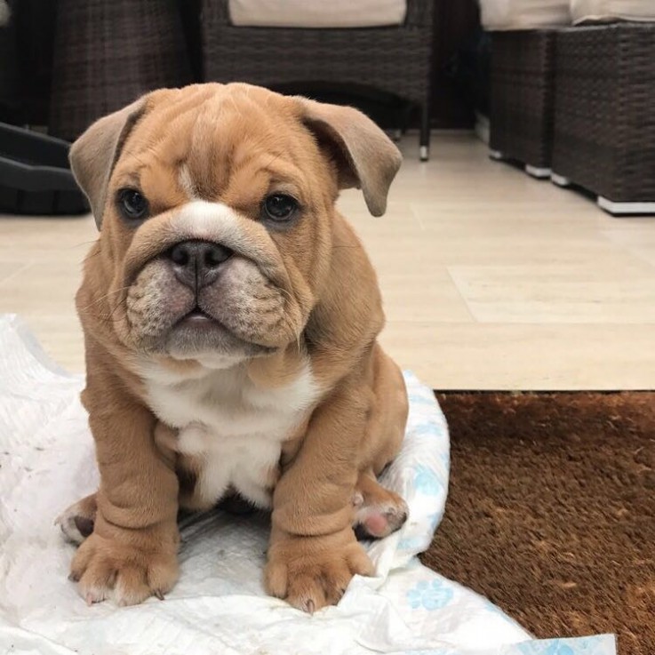 Wonderful English Bulldog For Sale 