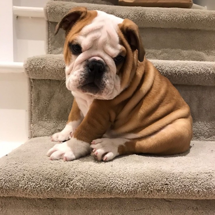 Splendid English Bulldog For Sale