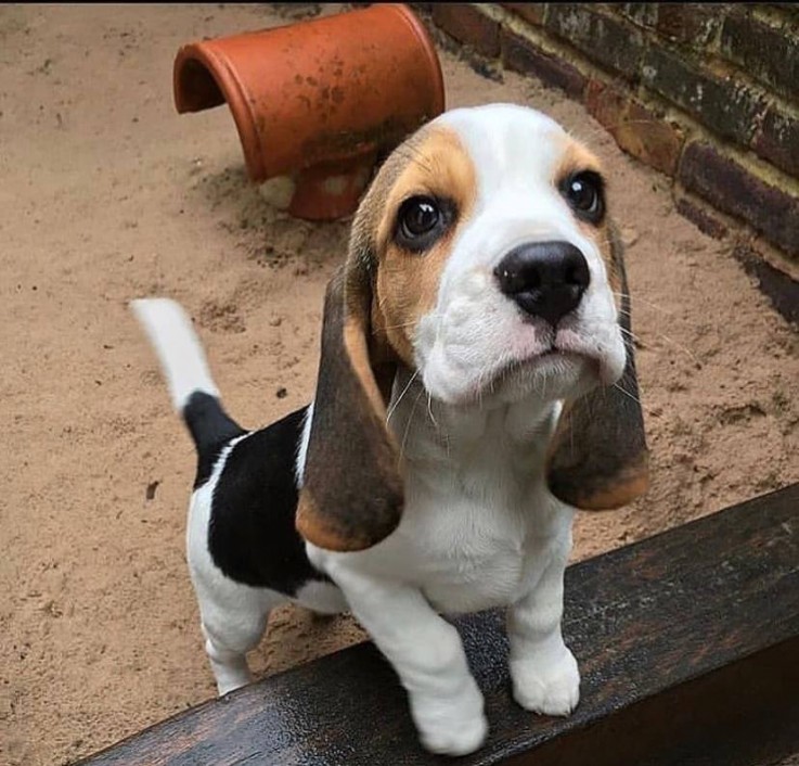 Dazzling Beagle Puppies For Sale