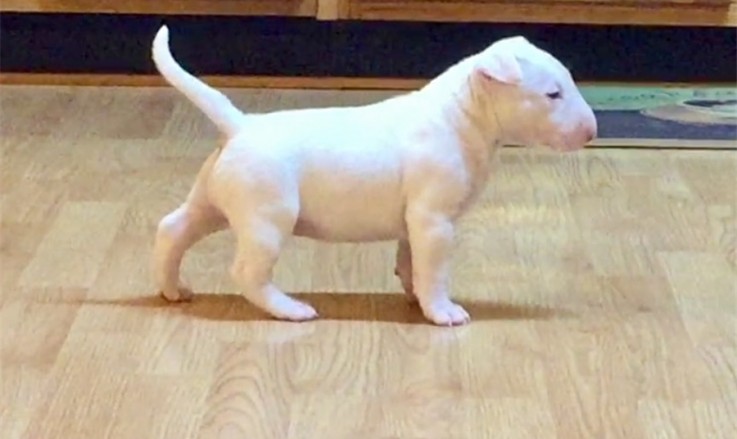 Bull Terrier puppies for sale