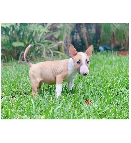 Bull Terrier puppies for sale