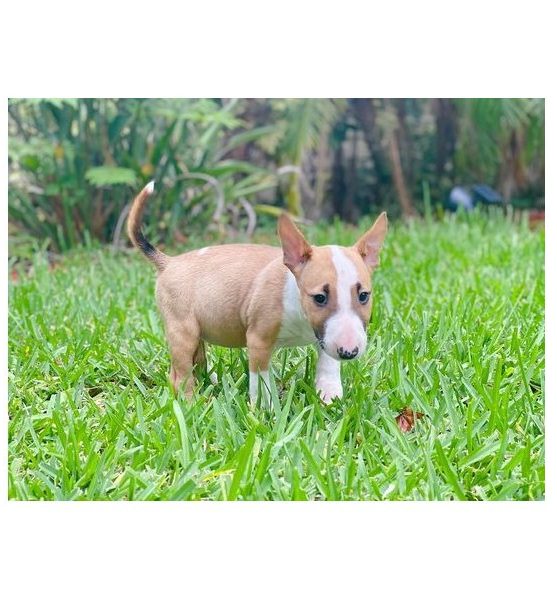 Bull Terrier puppies for sale