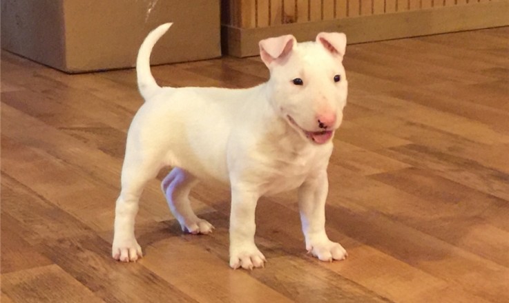 Bull Terrier puppies for sale